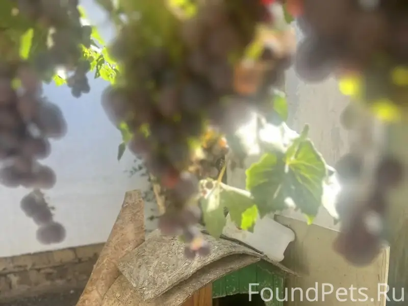 Пропала собака Лада, район ул. Дзержинского