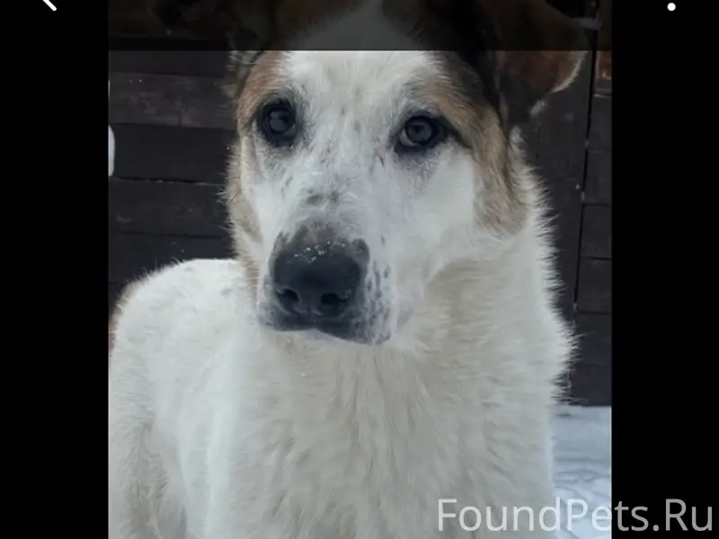 Пропала собака Тори