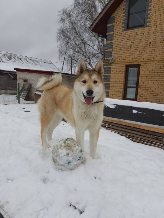 Пропала западно-сибирская лайка Умка, Клары Цеткин - Комсомольская площадь