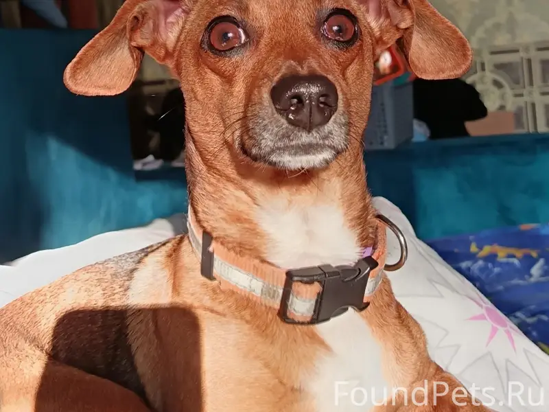 Пропал мини такса Рик, район парка 1 Мая