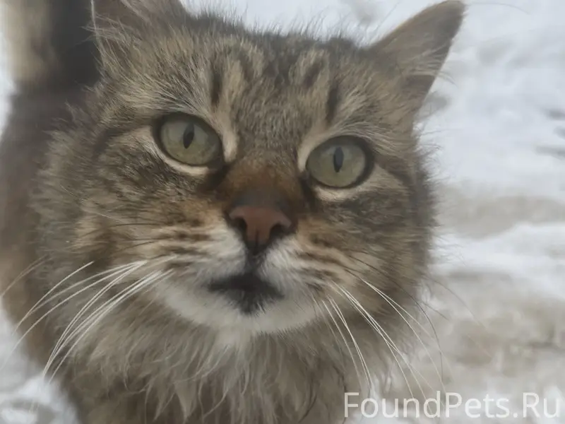 Пропала кошка Люся, Фермское шоссе