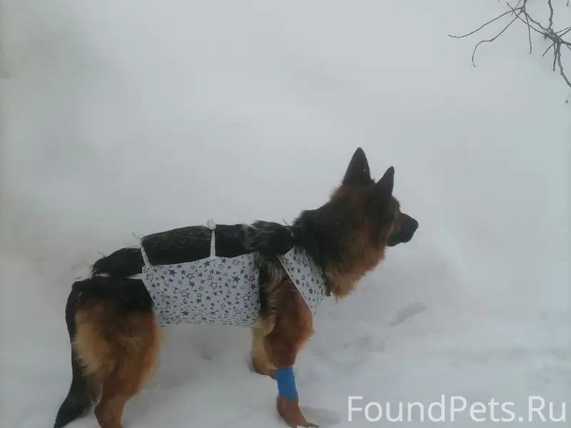 Пропала овчарка Янга, Большая Ельня