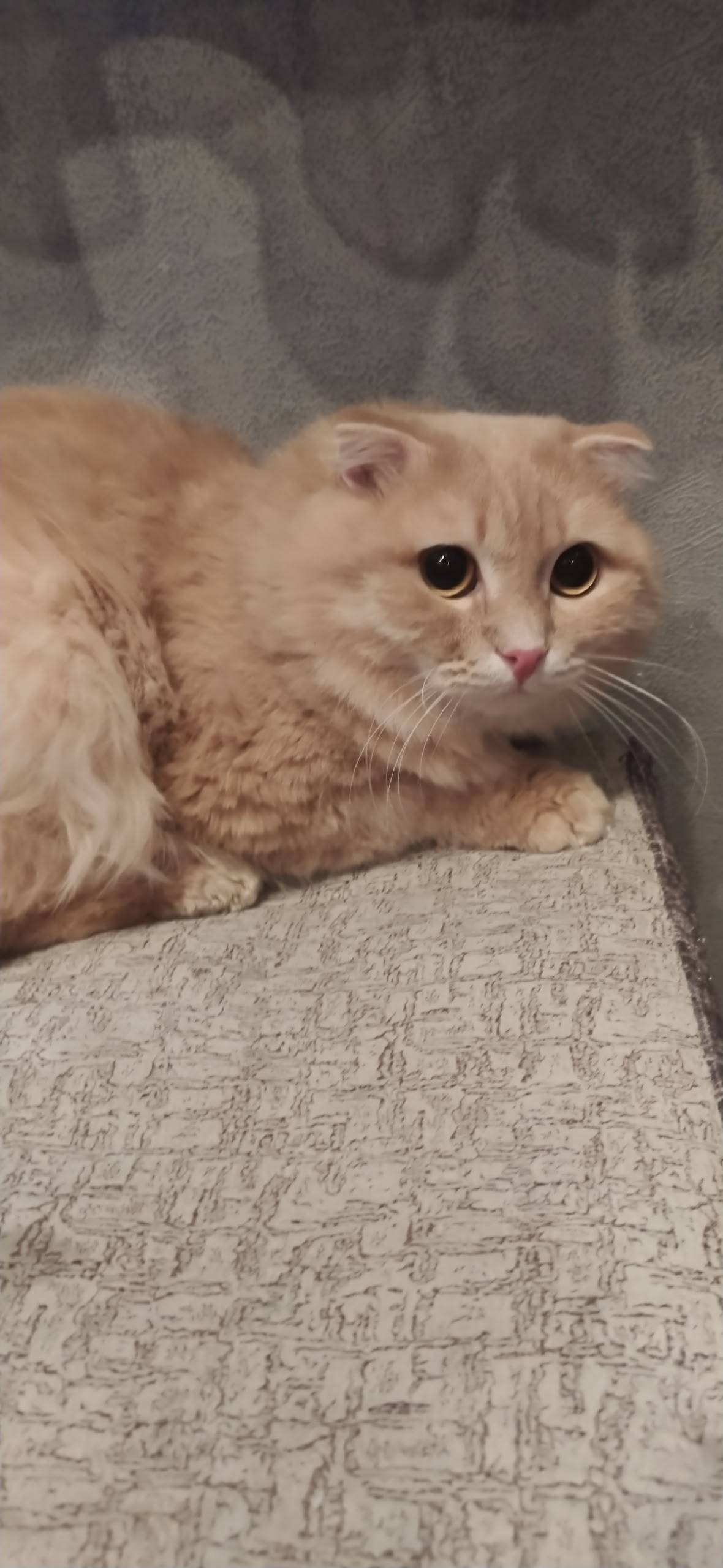 Найден кот, 4 мкрн