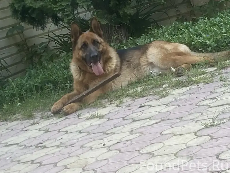 Пропала немецкая овчарка, поселок Дачный
