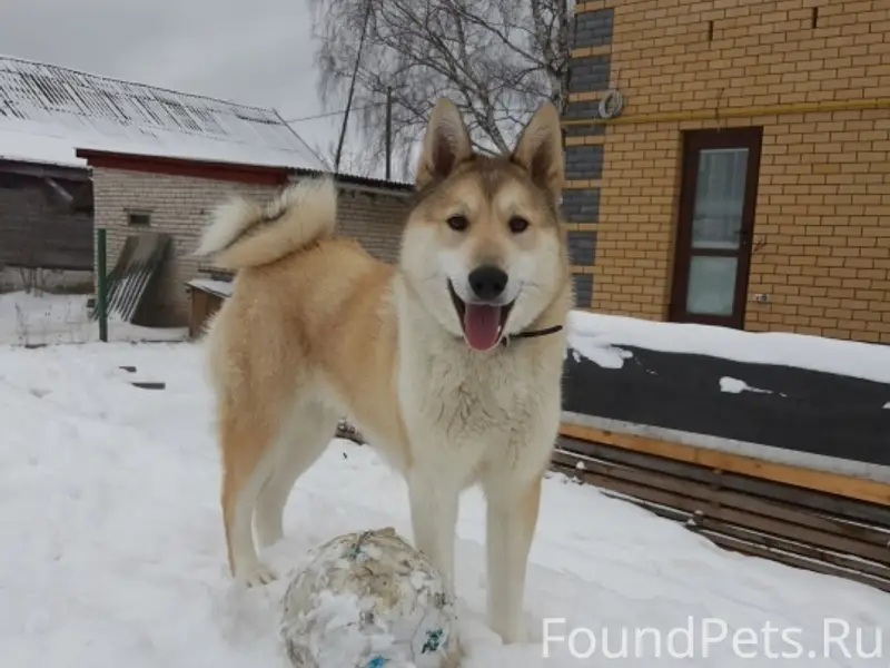 Пропала западно-сибирская лайка, улица Клары Цеткин
