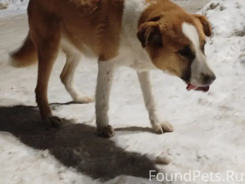 Найден тип собака, Район 9 магазин