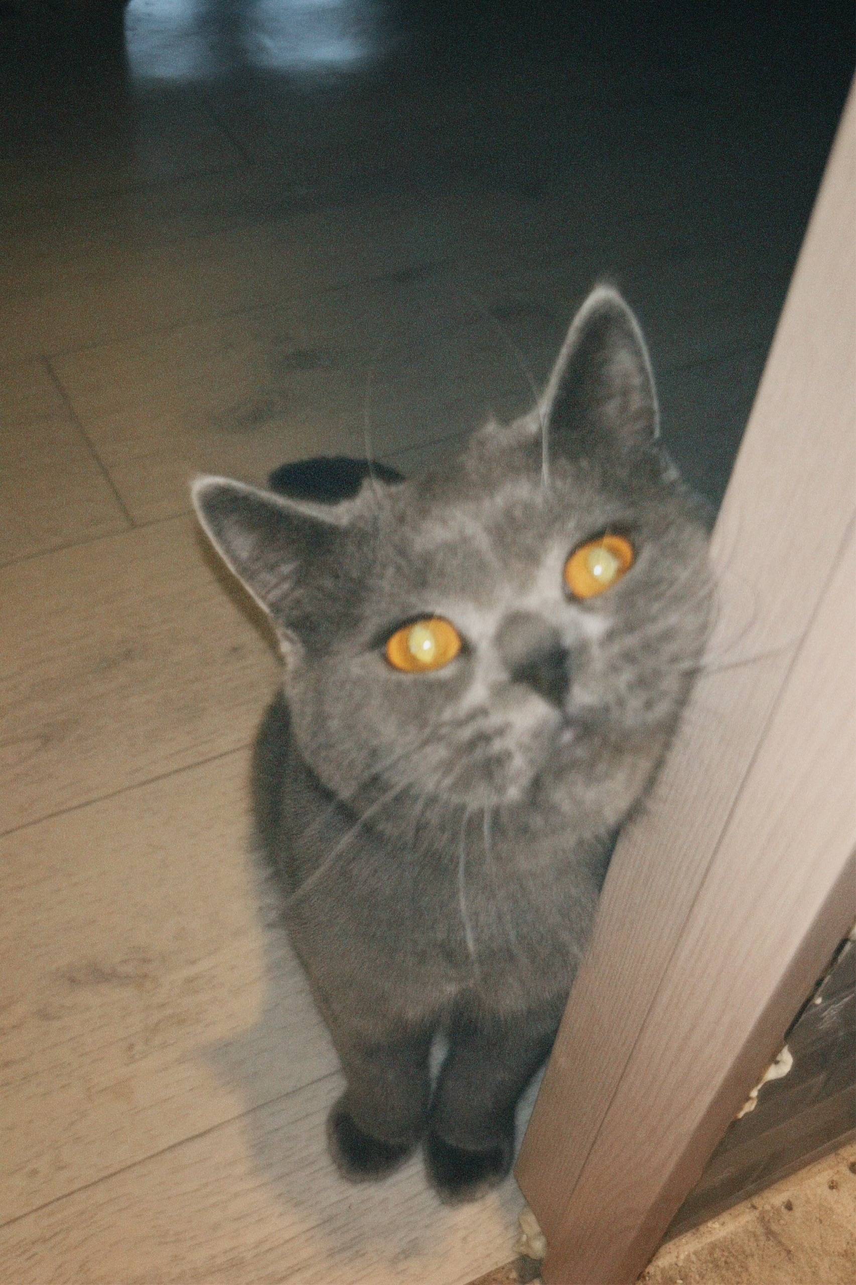 Пропал серый шатланец Тима, Костенича 5