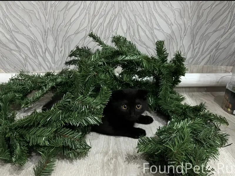 Пропал черный кот, район Сайгона