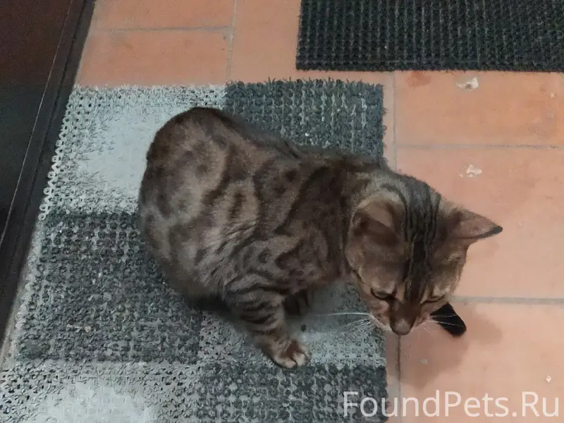 Найдена кошка, Якиманская слобода