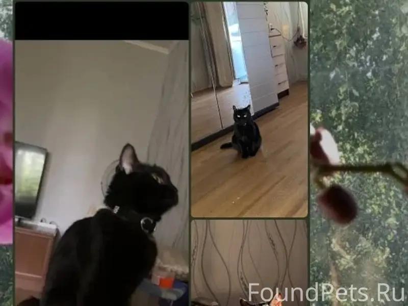 Пропала домашняя кошка