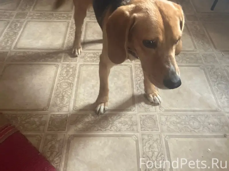 Найден бигль, ждет хозяина, Запольная