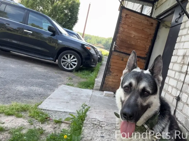 Пропала восточноевропейская овчарка, Семёнов