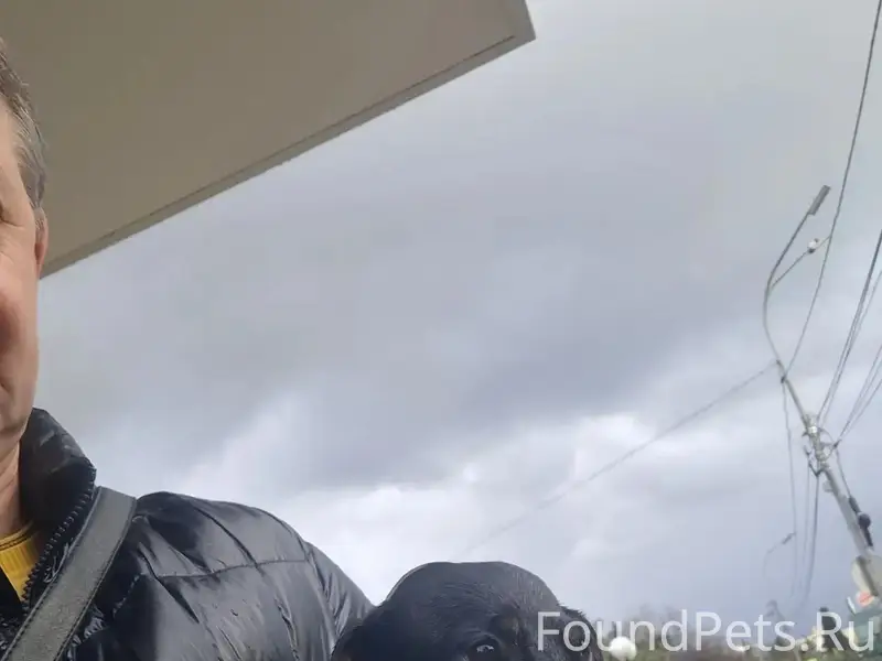 Найдена такса, ул. Навагинская, г. Сочи