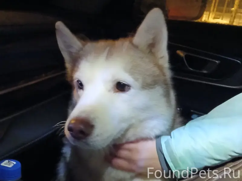 Найден метис хаски или маламута, набережная 8 квартала
