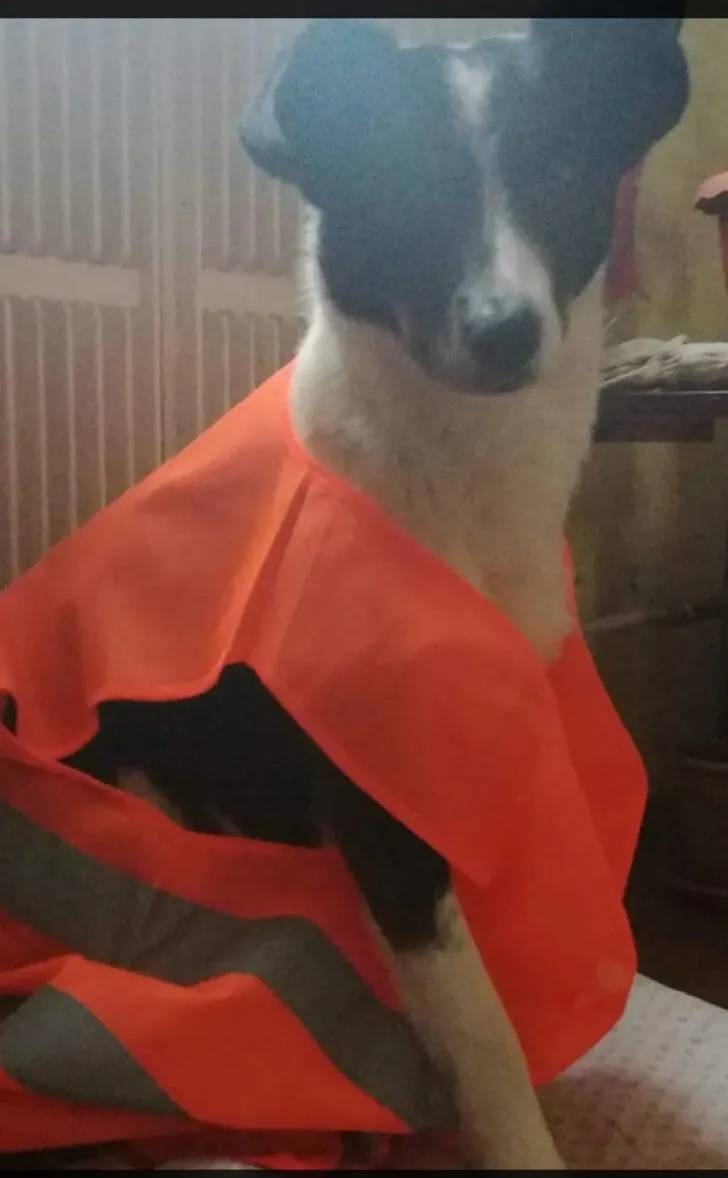 Пропал старый пёс, чёрный с белым, Борисоглебск