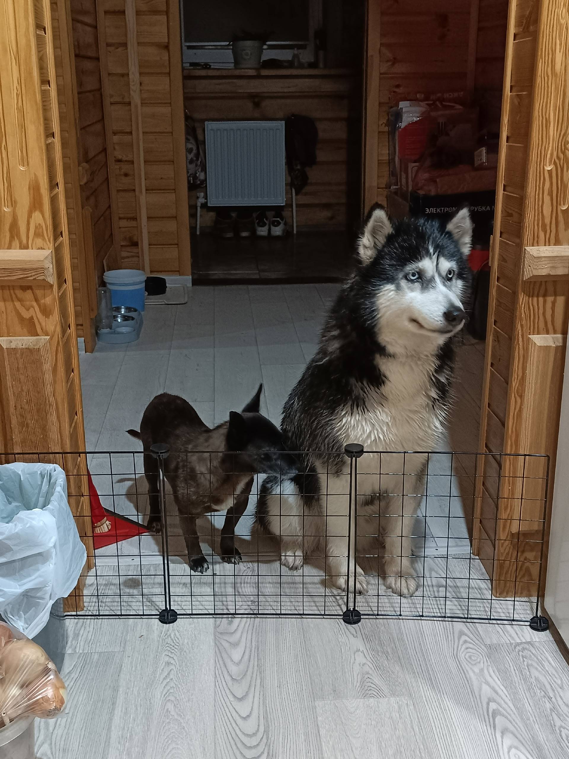 Пропала Хаски Дана