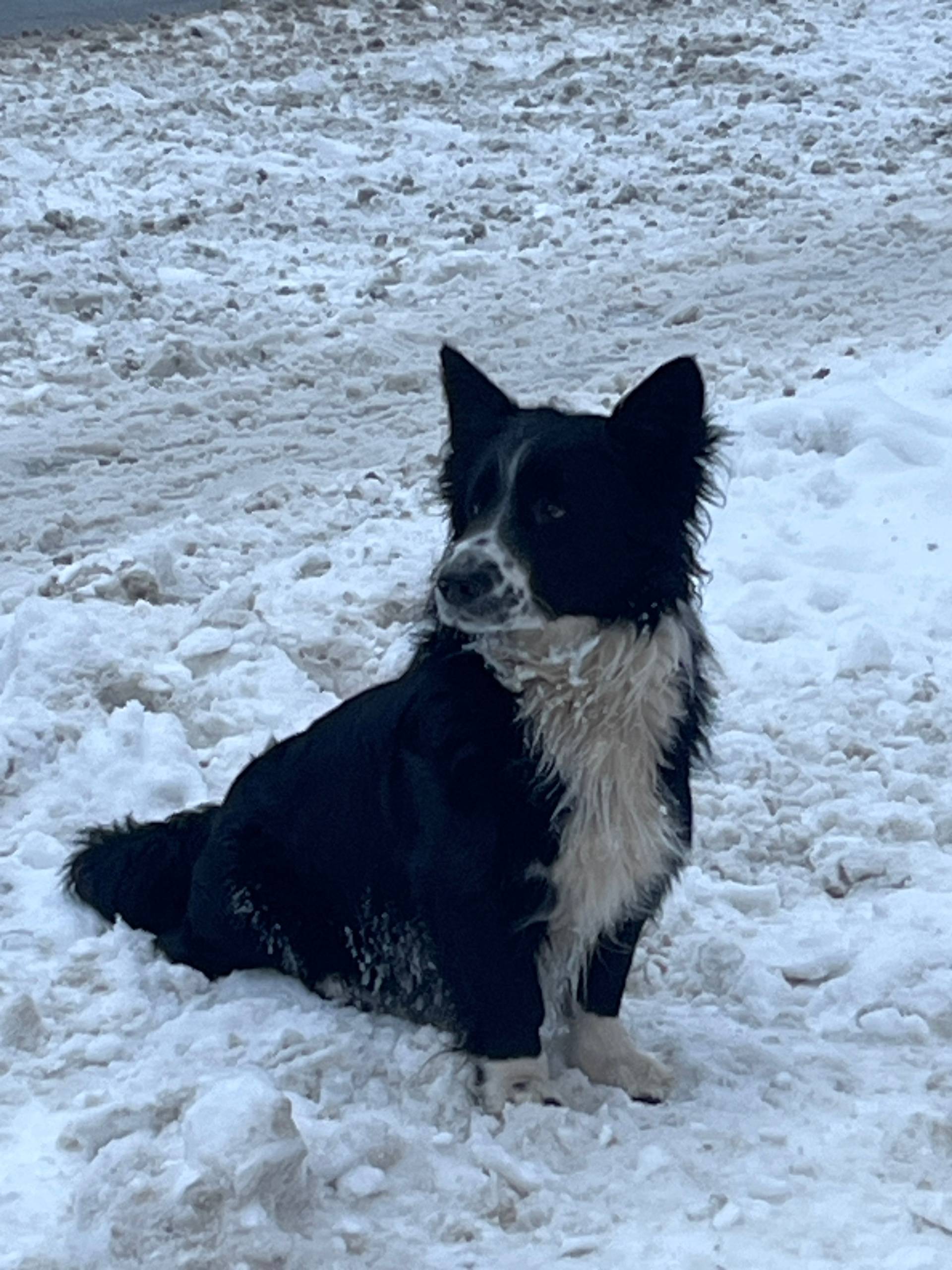 Найдена собака, Ново-вокзальная/нагорная