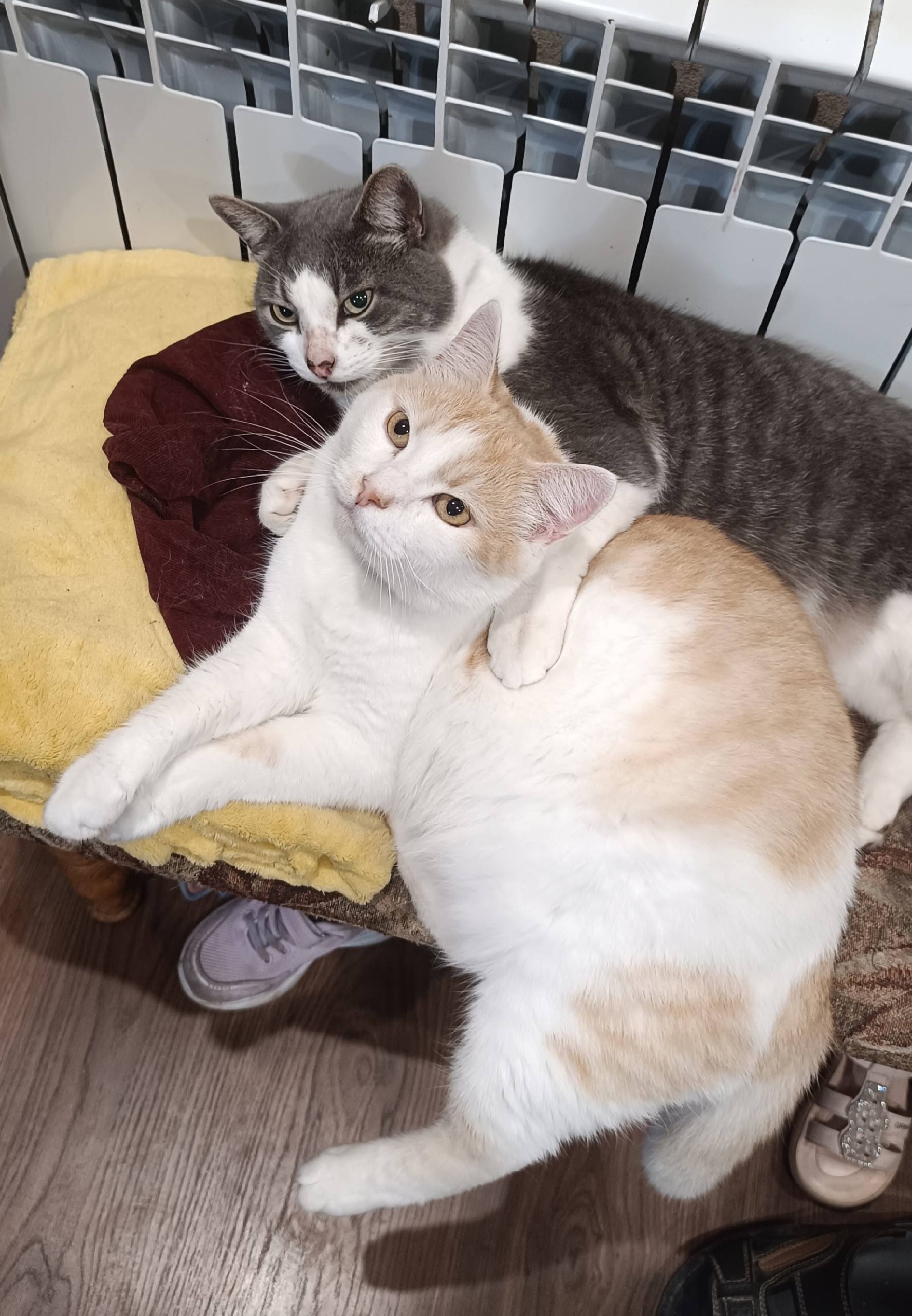 Пропал рыжий кот Митя, Кохма