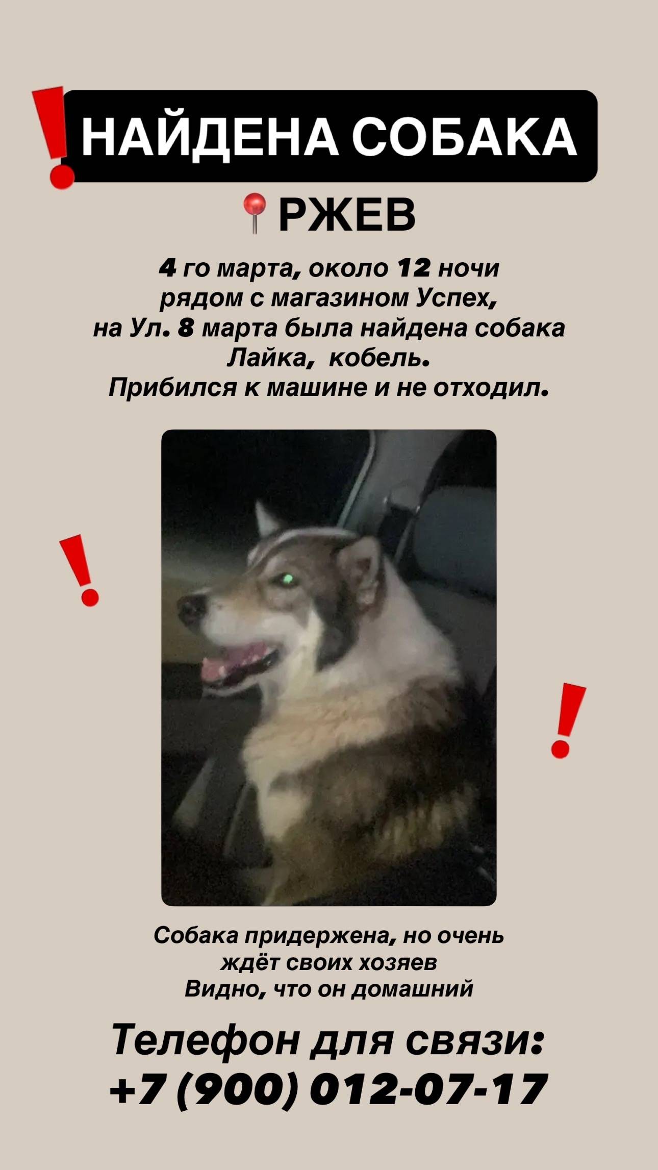 Найден кобель Лайка, ул. 8 Марта