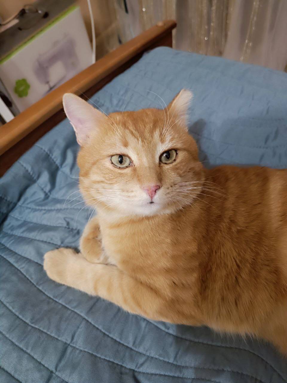 Пропал кот, Подновье