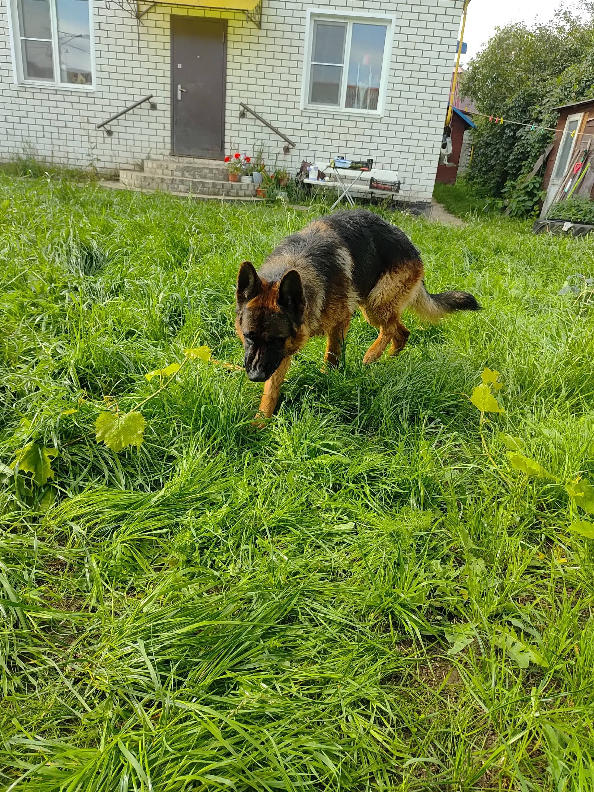 Пропал немецкая овчарка, Якиманская Слобода