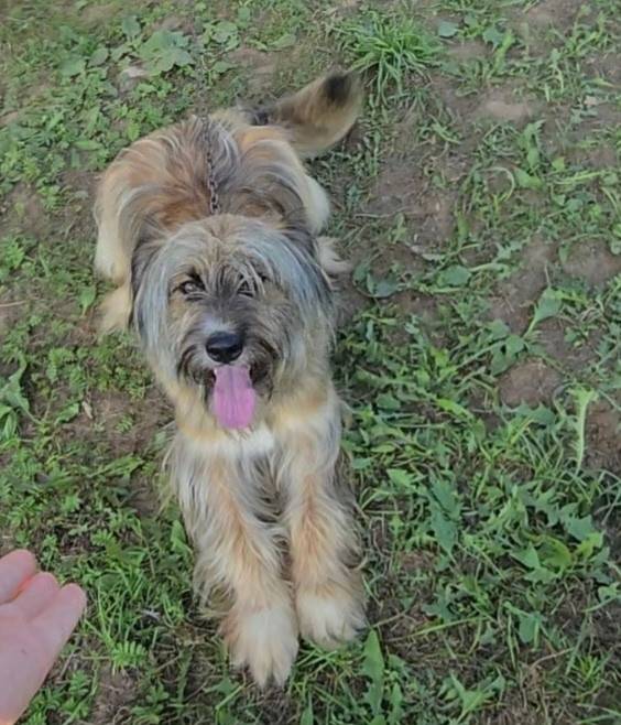 Пропал пёс, д. Чагино