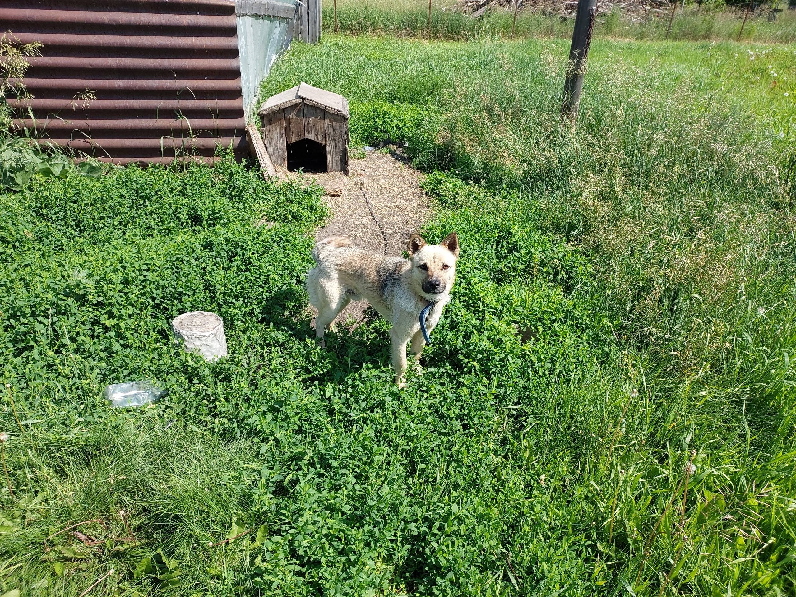 Пропал мальчик Пудик, Красная Башкирия
