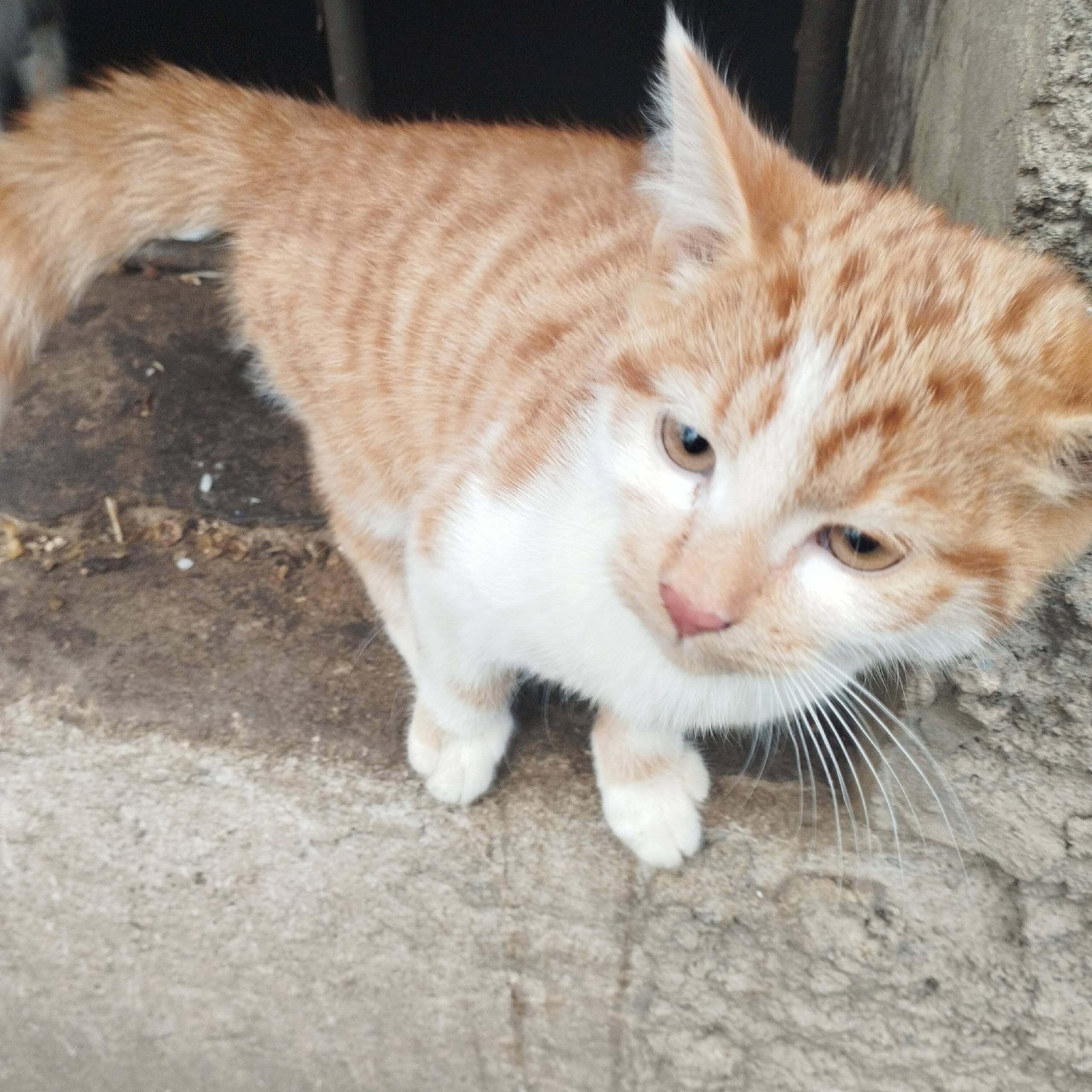 Найден домашний котёнок, Белинского 80