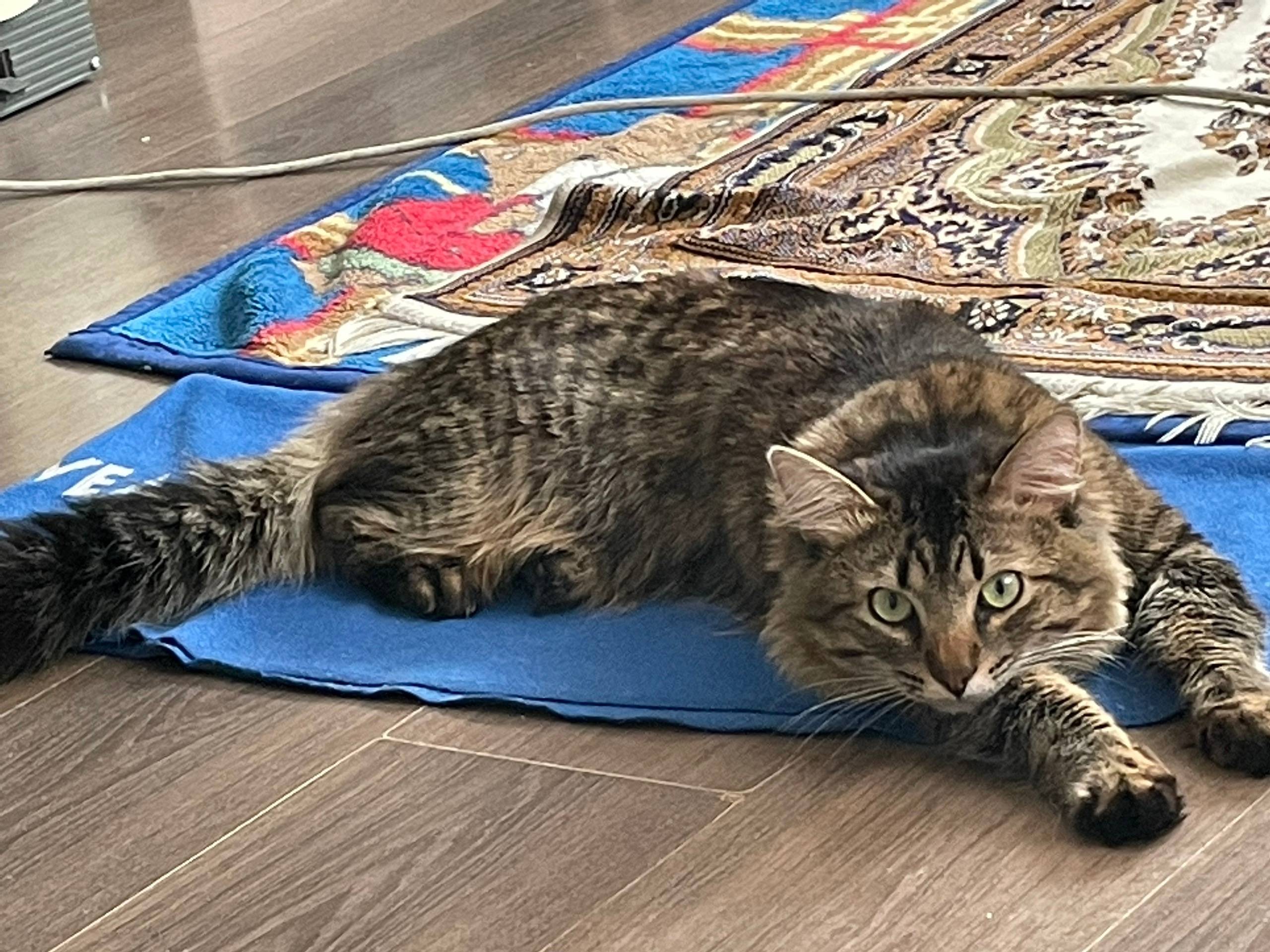 Пропал кот, Касимовская 6/2