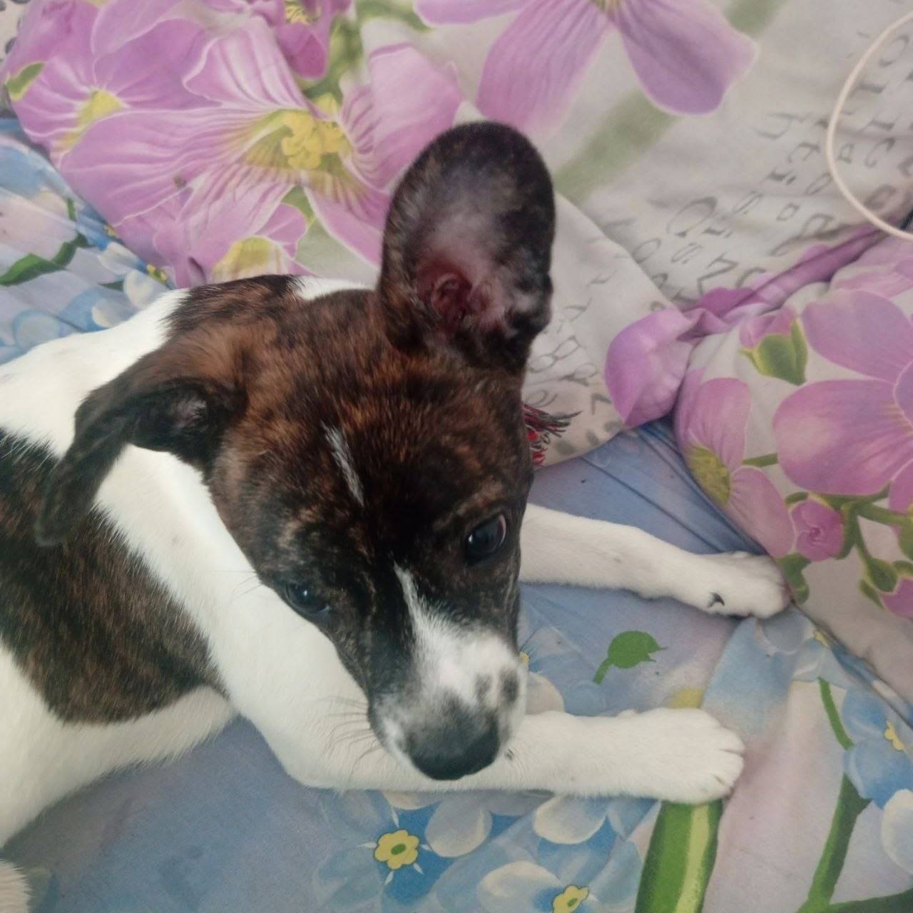 Найден щенок Бакс, Кашира