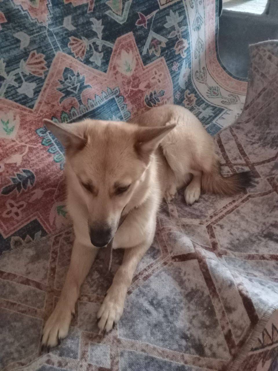 Найдена собака Лира, район тцб /21 больницы