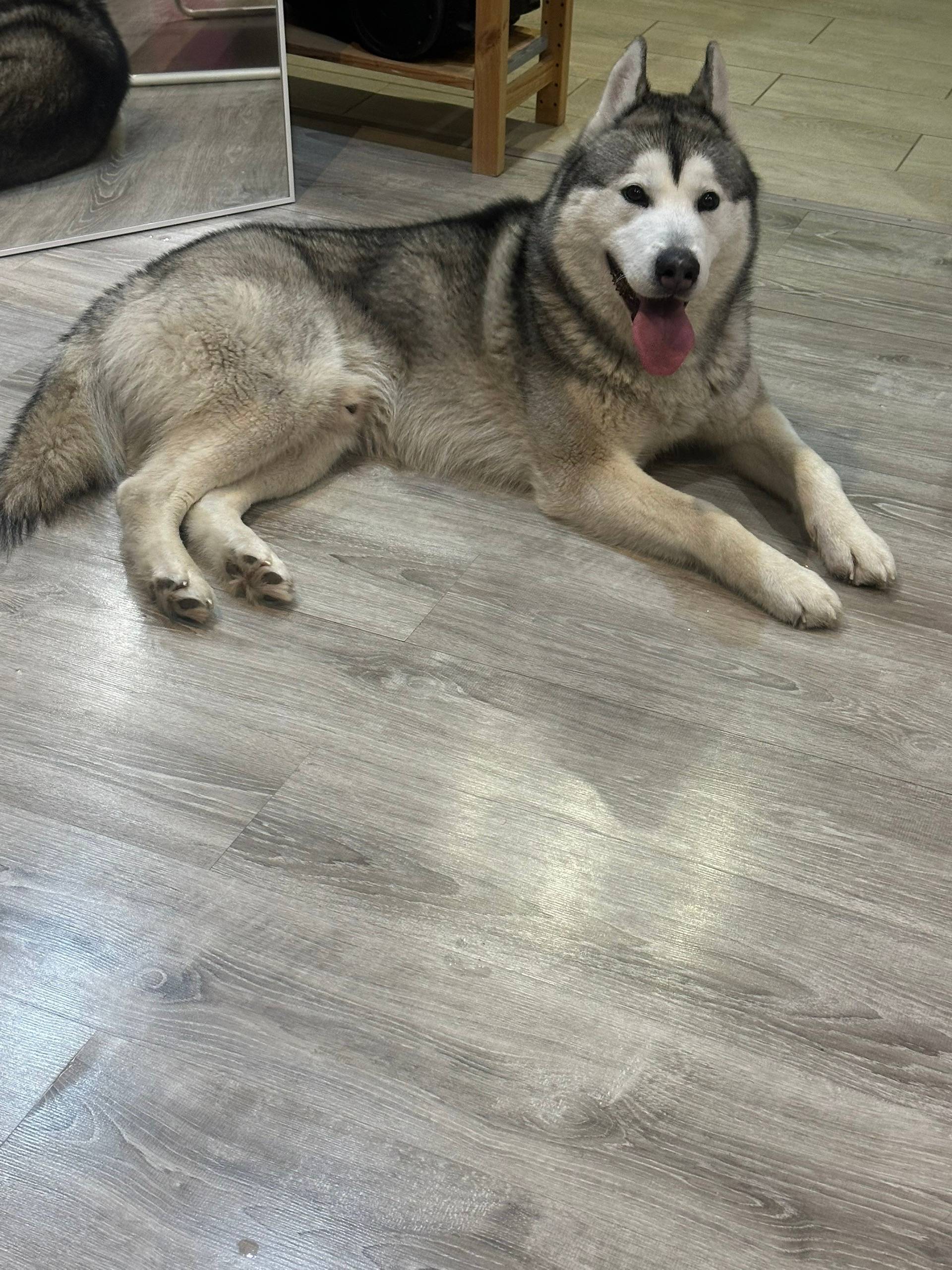 Найден хаски, Большая Октябрьская