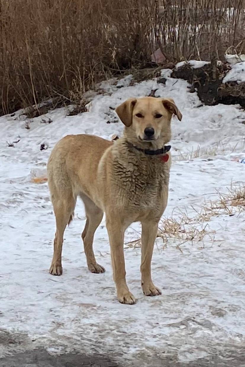 Пропал пёс, Красноярск, ул. Грунтовая