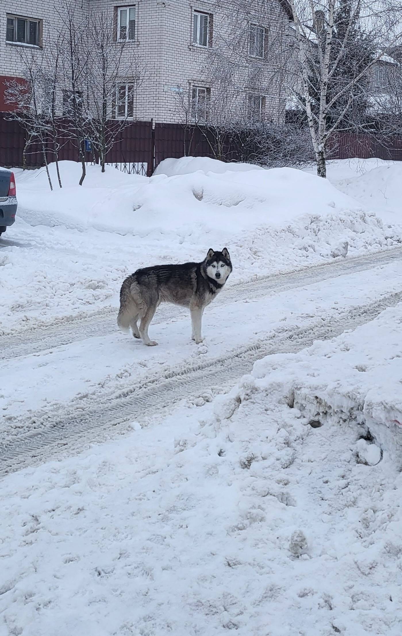 Найденны две собаки, с. Косыревка
