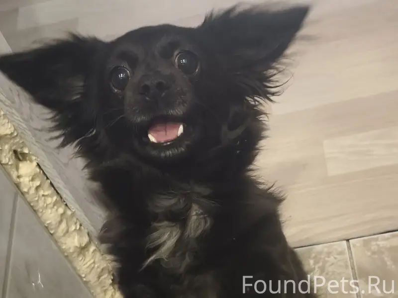 Пропала собака Муха, 9 микрорайон