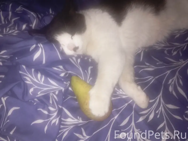 Пропал кот, выселки