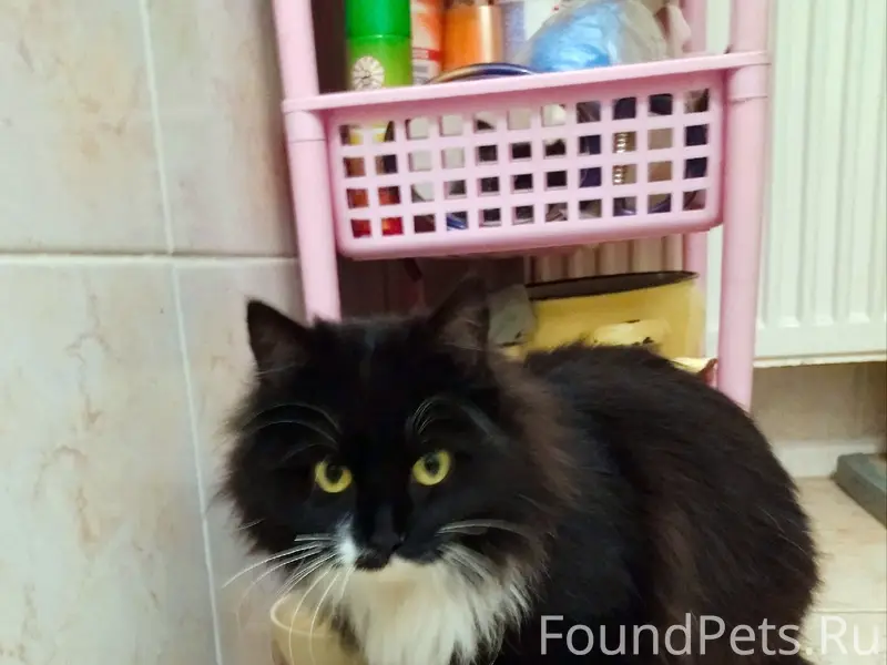 Найдена кошка, чёрная с белой грудкой, Красносельская