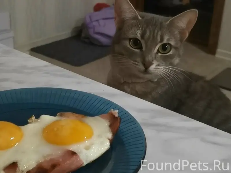 Пропала кошка Мята, Средняя Ахтуба