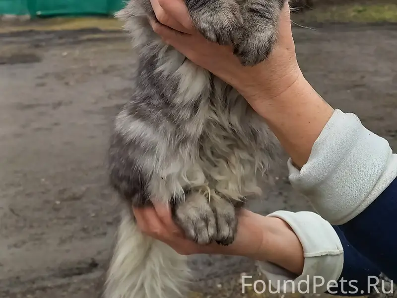 Найден кот, сквер возле моста