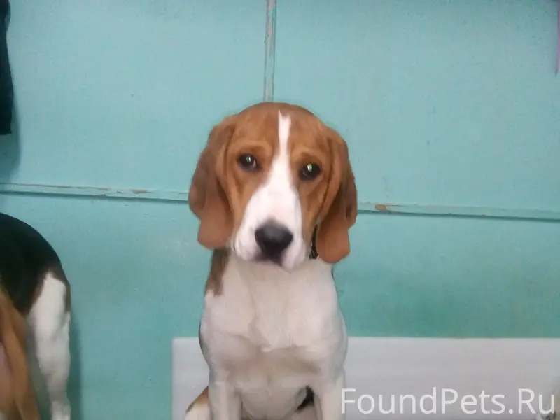 Пропала эстонская гончая в Кировской области