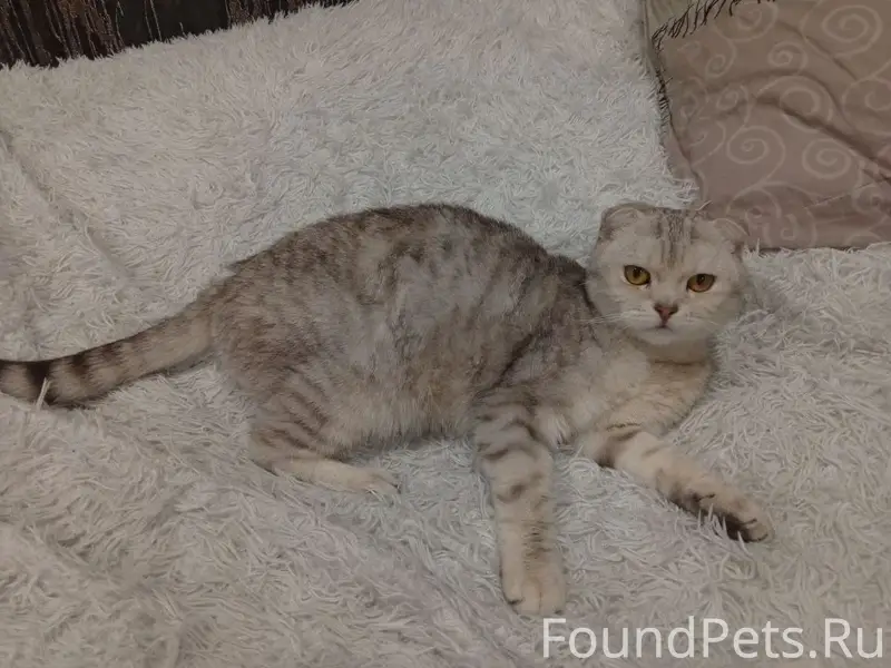 Найдена кошка, ул. Цеховая