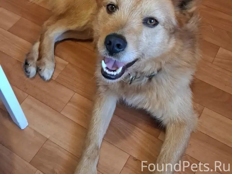 Найден пёс, Климовск