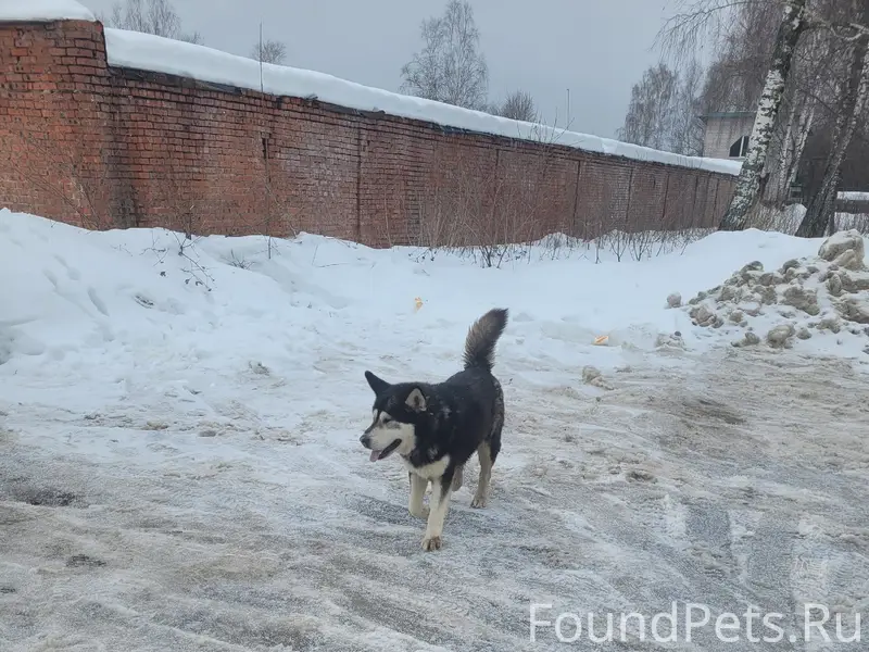 Пропал мальчик с ошейником, 2 Овражная