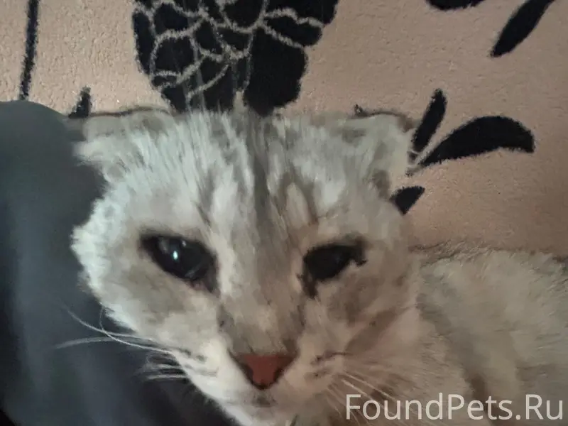 Пропал кот Тимоха