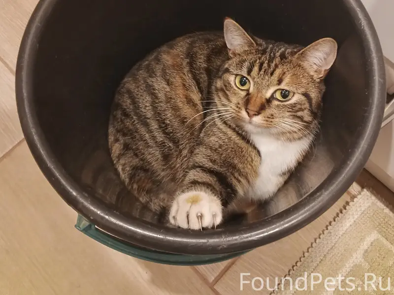 Пропала кошка, пятицветка, Слип