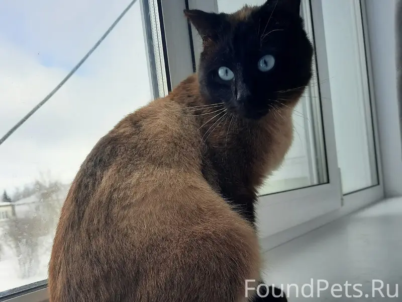 Найден кот, у магазина «Дикси» на ул. Мира