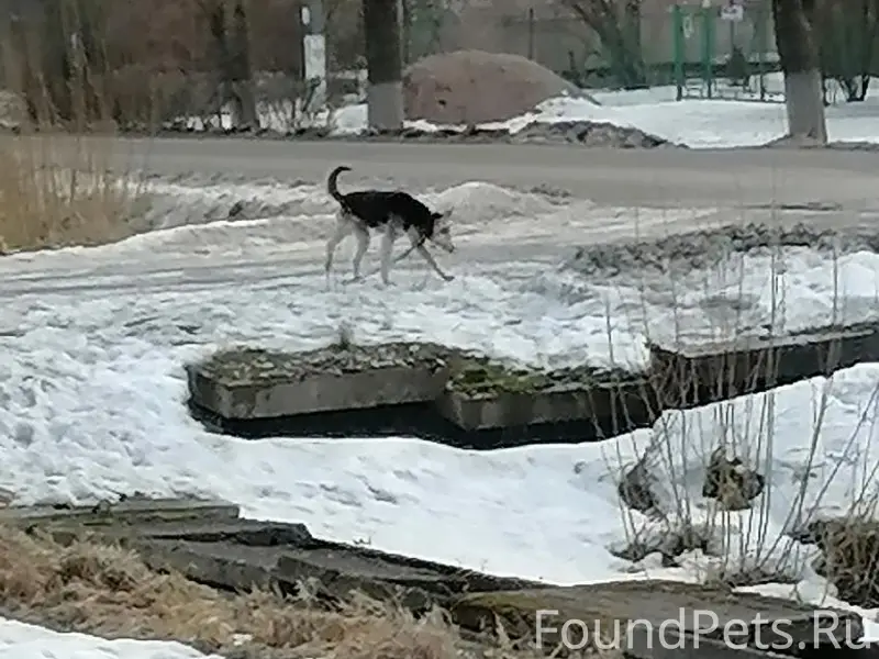Пропала собака, около аптеки