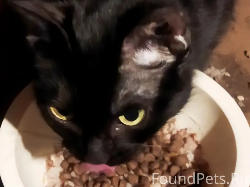 Пропала чёрная кошка, мкр Первомайский