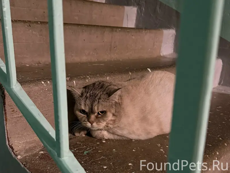 Найдена кошка, пр. Победы 24а