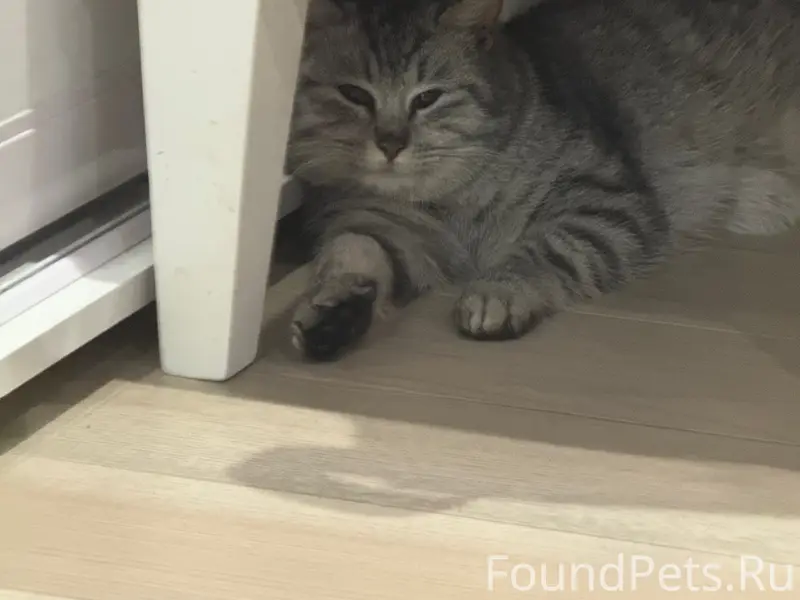 Найдена кошка, ЖК Победы